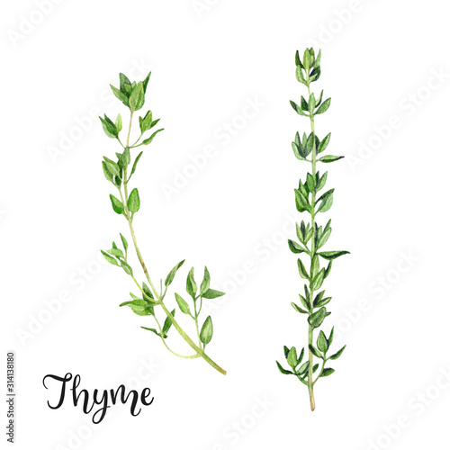 Fotomural Thyme herb watercolor isolated on white background