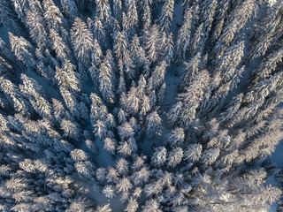 Wall Mural - Aerial view of snow covered fir trees in peaceful winter landscape. Alpine mountain area in Switzerland with snow covered forest. Concept of calm wilderness.