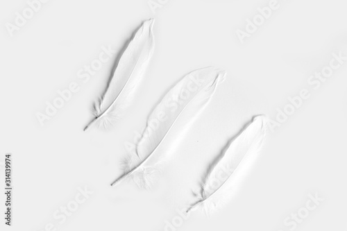 Cuadros en Lienzo Three white feathers on a white background