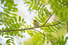 The Wood Warbler (Phylloscopus Sibilatrix) Is A Common And Widespread Leaf Warbler Which Breeds Throughout Northern And Temperate Europe. Wood Warbler, Phylloscopus Sibilatrix