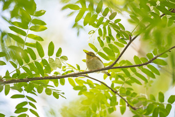 Wall Mural - The wood warbler (Phylloscopus sibilatrix) is a common and widespread leaf warbler which breeds throughout northern and temperate Europe. Wood warbler, Phylloscopus sibilatrix