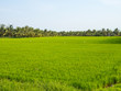 Lush green rice paddock in the Mekong River Delta - Tra Vinh, Vietnam