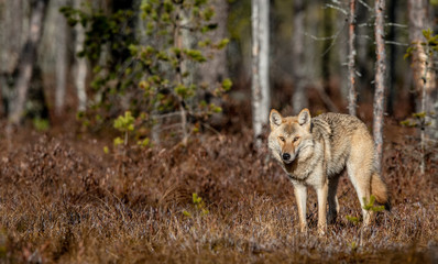 Canvas Print - Eurasian wolf, also known as the gray or grey wolf also known as Timber wolf.  Scientific name: Canis lupus lupus. Natural habitat. Autumn forest.