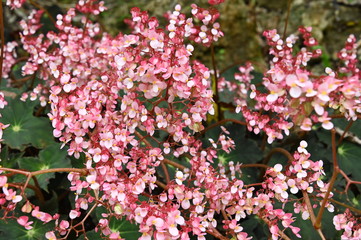 Pink Flowers 2