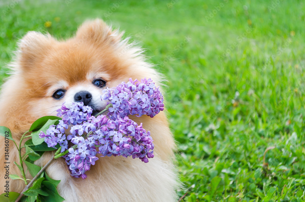 red pomeranian spitz with branch of lilac on green background. dog carries a bouquet, performs a command. flower delivery. copy space - obrazy, fototapety, plakaty 