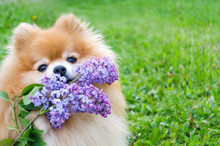 Red Pomeranian Spitz With Branch Of Lilac On Green Background. Dog Carries A Bouquet, Performs A Command. Flower Delivery. Copy Space