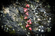 Red leaves and vine on rock