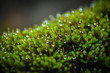 Raindrops on the moss