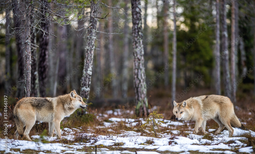 Wolves in the forest. Eurasian wolf, also known as the gray or grey wolf also known as Timber wolf.  Scientific name: Canis lupus lupus. Natural habitat. Autumn forest. - obrazy, fototapety, plakaty 