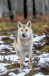 Eurasian wolf, also known as the gray or grey wolf also known as Timber wolf.  Front view. Scientific name: Canis lupus lupus. Natural habitat. Autumn forest..