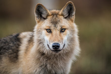 Сlose-up Portrait Of A Wolf. Eurasian Wolf, Also Known As The Gray Or Grey Wolf Also Known As Timber Wolf.  Scientific Name: Canis Lupus Lupus. Natural Habitat.
