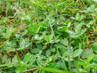 Wall Mural - Green grass with dew drops 