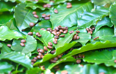 Wall Mural - Roasted coffee beans on a fresh green coffee leaf background