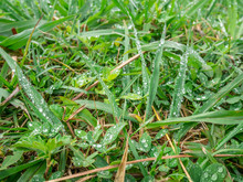 Green Grass With Dew Drops 