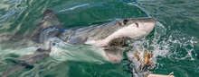 Shark With Open Mouth Emerges Out  Off The Water On The Surface And Grabs Bait.  Attacking Great White Shark  In The Water Of The Ocean. Great White Shark, Scientific Name: Carcharodon Carcharias.