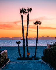 Wall Mural - Seal Beach Palm Trees