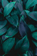 closeup nature view of green leaf in garden, dark wallpaper concept, nature background, tropical leaf