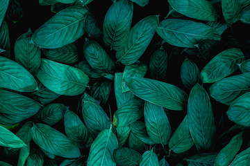  closeup nature view of green leaf in garden, dark wallpaper concept, nature background, tropical leaf