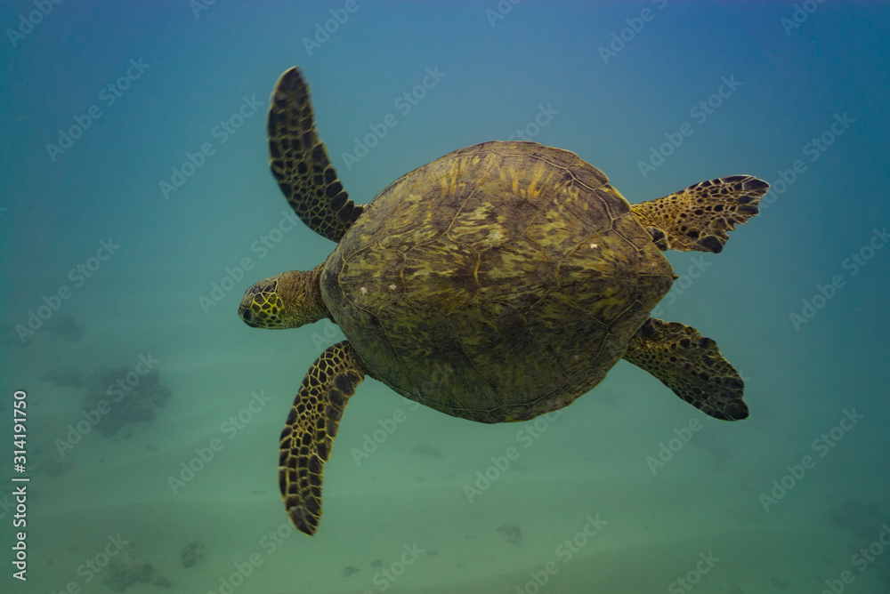Hawaiian Green Sea Turtle Shell - Honu Shell Stock Photo | Adobe Stock