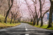 Leinwandbild Motiv Beautiful view of Cherry blossom tunnel during spring season in April along both sides of the prefectural highway in Shizuoka prefecture, Japan.