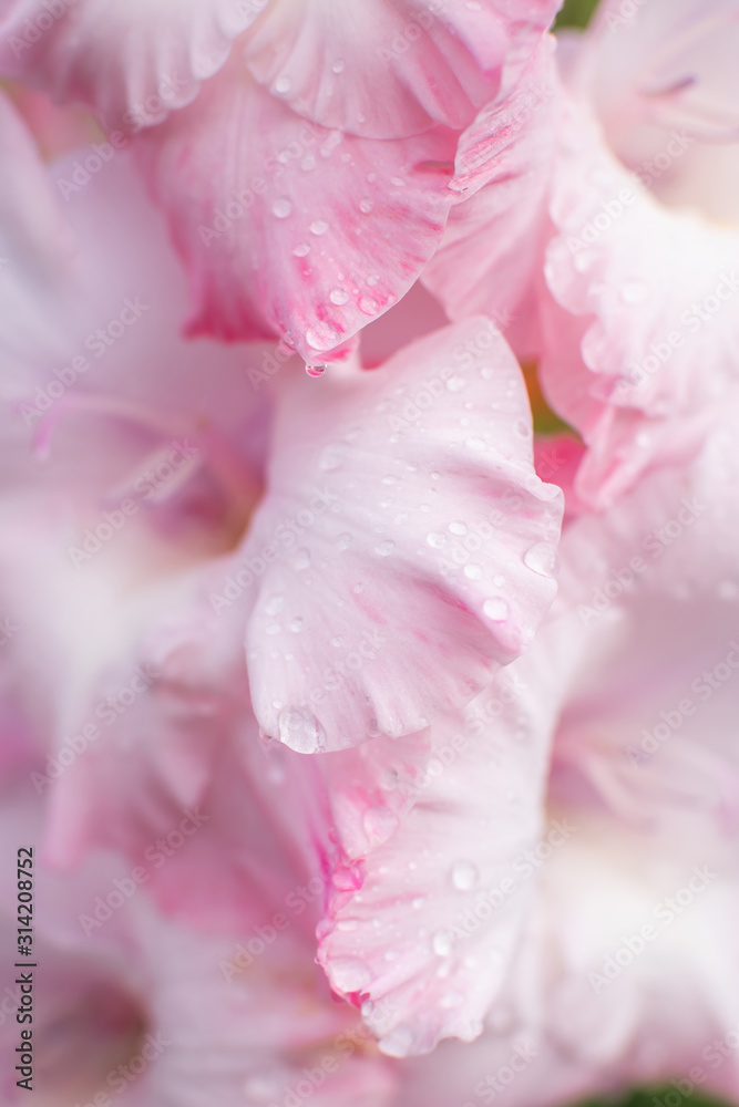 Delicate floral background - pink gladiolus with water drops. Macro shot. Women's Day. - obrazy, fototapety, plakaty 