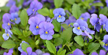 Beautiful Floral Background Of Blue Pansies - Violet Flowers Close Up - Springtime, Fresh And Gentle, Violas