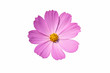 © Maxplane - Pink cosmos flower isolate white background with clipping-path.