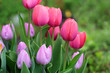 Beautiful Pink Tulips Close Up