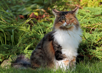 Wall Mural - A beautiful norwegian forest cat female sits among green plants in garden