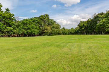 Green tree and green grass in public park with light blue sky and orange sunrise