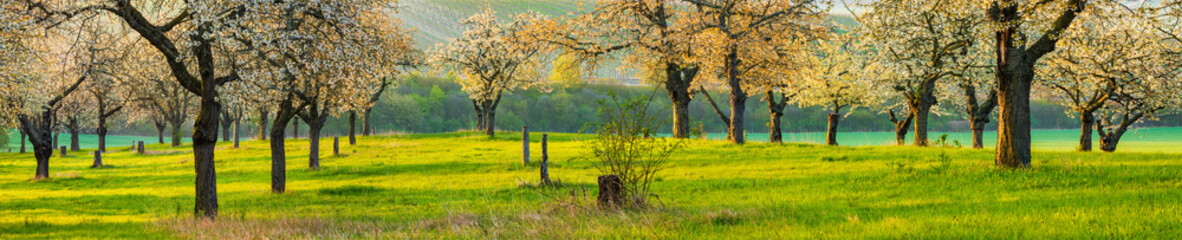 Wall Mural - panoarmic orchard with cherry trees in full bloom at sunrise