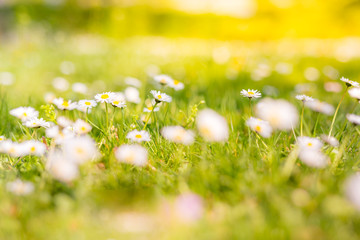 Wall Mural - summer nature background, peaceful nature scene. beautiful field of daisy flowers in spring. blurred