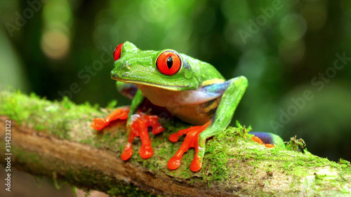 agalychnis callidryas monkey frog Tableau sur Toile