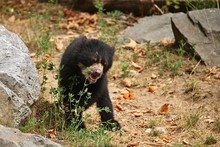 Very Rare And Shy Andean Bear In Nature Habitat. Unique Photo Of  Andean Or Spectacled Bears. Tremarctos Ornatus.
