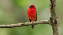 Madagascar Red Fody - Foudia Madagascariensis Red Bird On The Green And Palm Tree Found In Forest Clearings, Grasslands And Cultivated Areas, In Madagascar It Is Pest Of Rice Cultivation.