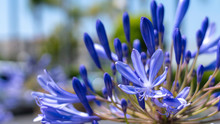 Blue Blossom On A Sunny Day In Los Angeles, Us