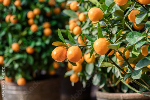 Fototapeta Mandarynki  owocne-sadzenie-pomaranczy-mandarynkowych-ktore-byly-uzywane-jako-roslina-ozdobna-podczas-swieta-wiosny