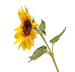 Open sunflower flower on the stem on white background front side view