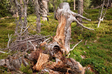 Wurzelstock im Wald im Sommer 