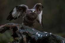 The Northern Goshawk In A Forest With A Dark Background With A Prey.