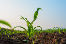 Maize Seedling In Agricultural Garden, Growing Young Green Corn Seedling