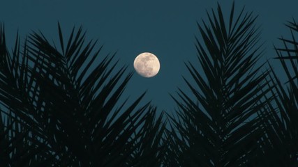 palm leaves silhouettes with full moon on background, tropical night. full moon and palm leaf abstra