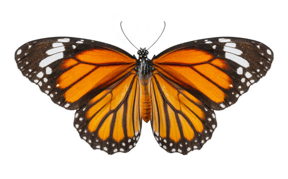 Macro of butterfly isolated on white background, Danaus chrysippus, top view