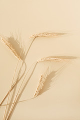 Wall Mural - Ears of rye, wheat on pastel beige background. Flat lay, top view minimal organic healthy raw food concept.