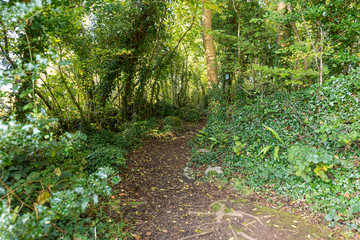 Wall Mural - old forest in ireland