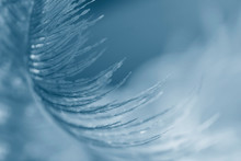 Feather Birds Close-up. Macro Photography. Beautiful Classic Blue Background.