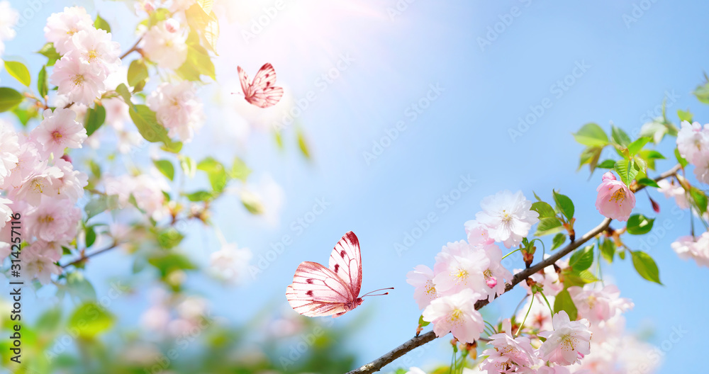 Beautiful pink butterfly and cherry blossom branch in spring on blue sky background, soft focus. Amazing elegant artistic image of spring nature, frame of pink Sakura flowers and butterfly. - obrazy, fototapety, plakaty 