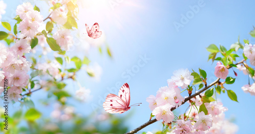 Dekoracja na wymiar  rozowy-motyl-i-galaz-kwiatow-wisni