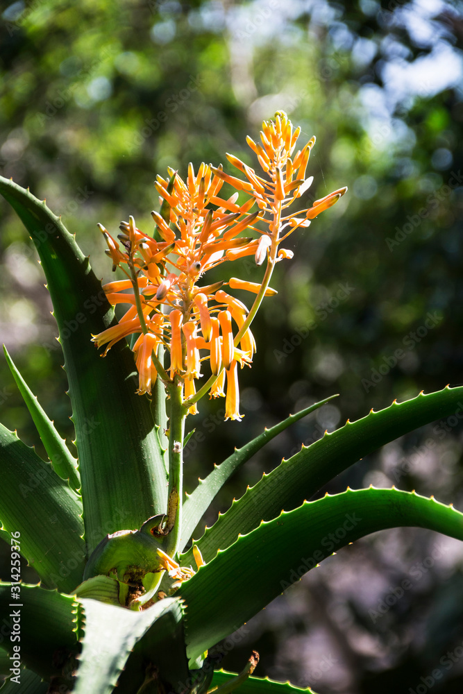Blhende Aloe Vera. Stock Photo | Adobe Stock