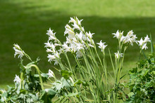 Group Of Many Small White Flowers Of Lilium Or Lily Plant In A British Cottage Style Garden In A Sunny Summer Day, Beautiful Outdoor Floral Background Photographed With Soft Focus